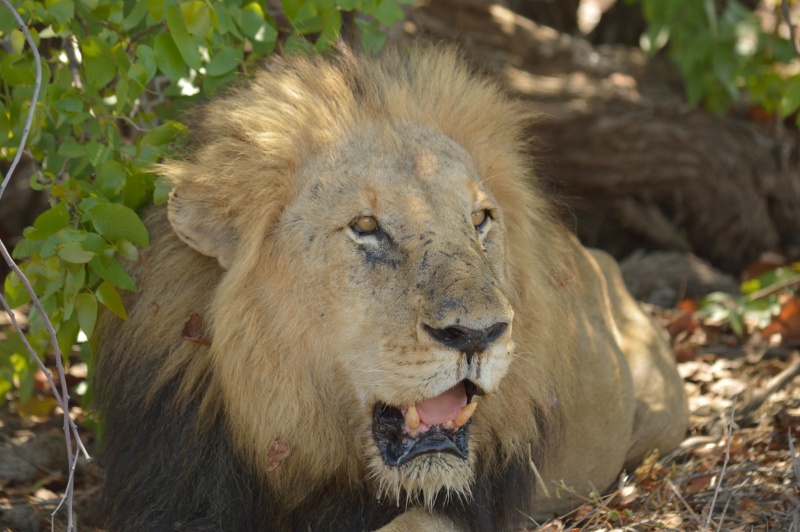 31.10.2015 Afrika Kruger NP 0530