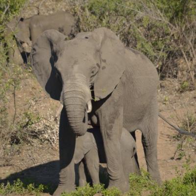 28.10.2015 Afrika Kruger Np 0170