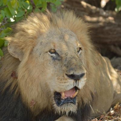 31.10.2015 Afrika Kruger Np 0530