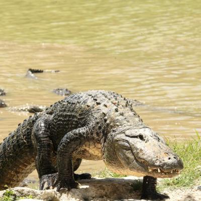 USA-Everglades NP