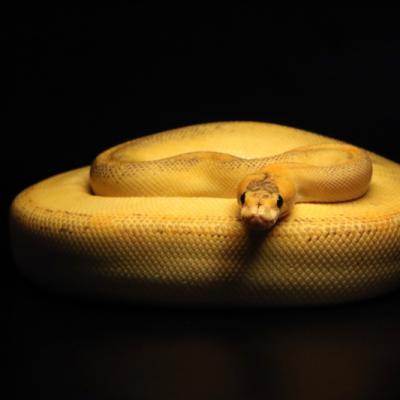 0o1a6982
