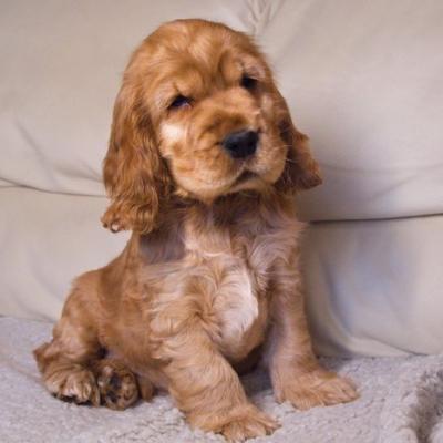 Archie