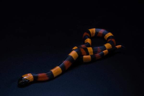 0,1 Lampropeltis triangulum campbelli Apricot - 18