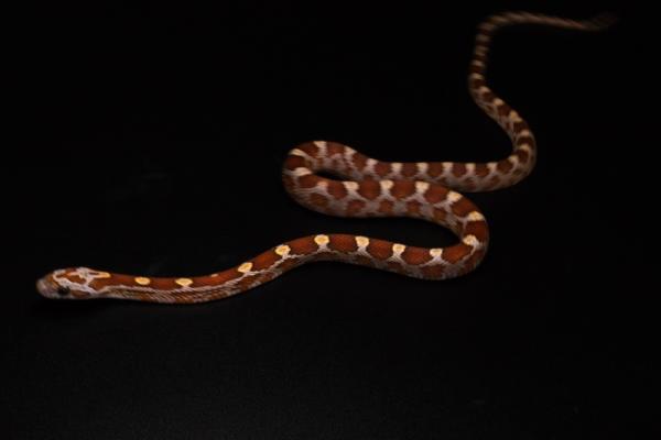 0,1Diffused,100%h.Anery,Hypo,Motley, 50%h.Cinder,Ultra