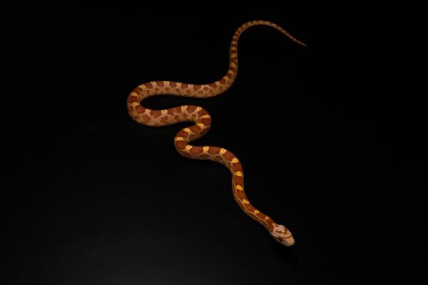 0,1Diffused Motley,100%h.Anery,Hypo, 50%h.Cinder,Ultra