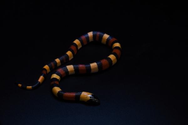 1 ,0 Lampropeltis triangulum campbelli Apricot - 17